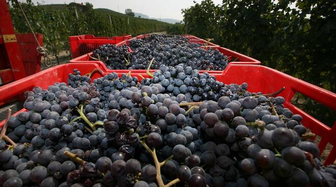 vendemmia langhe