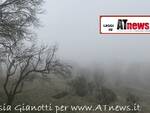 nebbia in cerca di bellezza