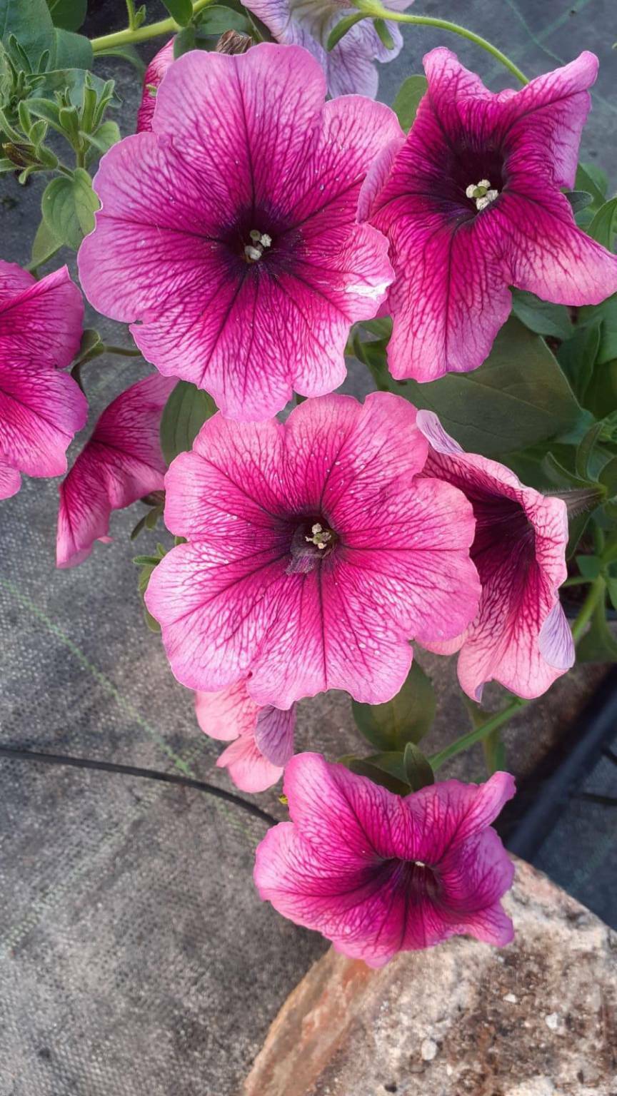 fiori donati alla casa di riposo città di asti sole che sorgi