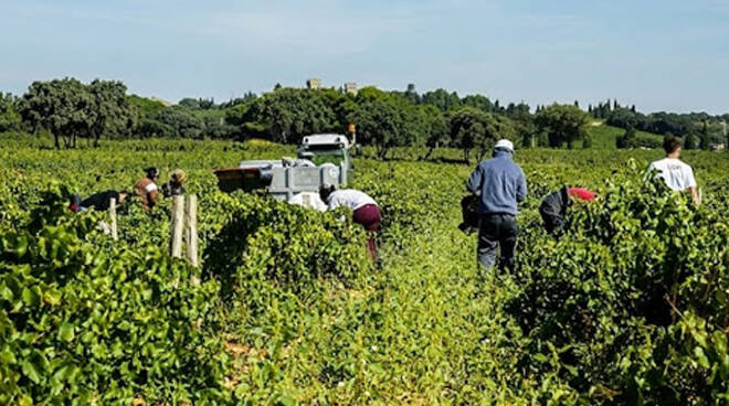 agricoltura in piemonte