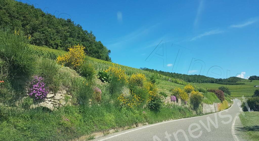 Girovagando in Langa Astigiana