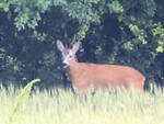 capriolo, cerbiatto, bambi,