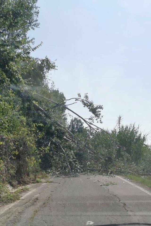 albero caduto strada stangona 12082020
