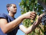 Cantina Clavesana, al via la vendemmia nelle vigne dei 200 soci viticoltori