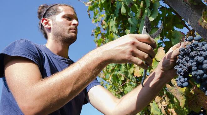 Cantina Clavesana, al via la vendemmia nelle vigne dei 200 soci viticoltori