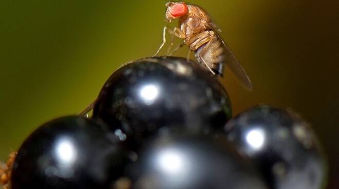Drosophila suzukii, moscerino dagli occhi rossi