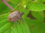 Halyomorpha halys, cimice asiatica