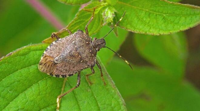 Halyomorpha halys, cimice asiatica