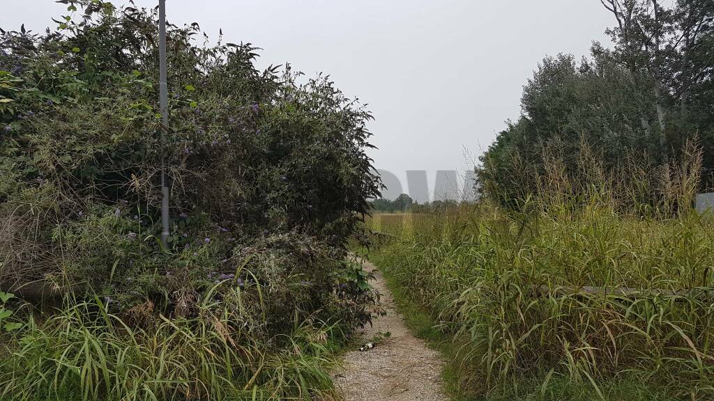 Incuria al Parco del LungoTanaro - Asti