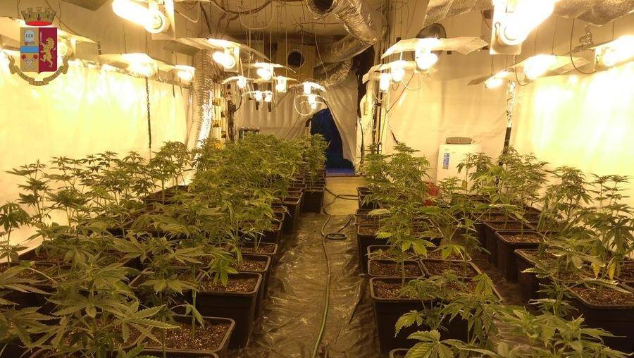 coltivazione marijuana canelli