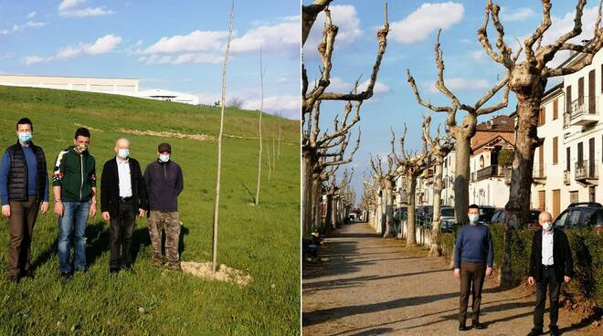 san damiano asti potature e nuovi alberi piantati