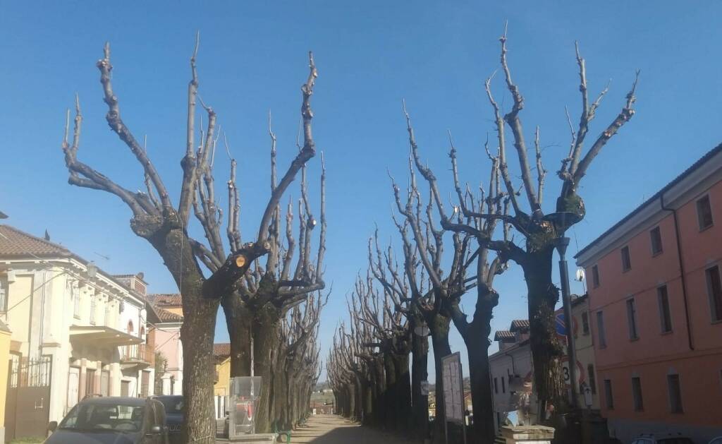 san damiano d'asti potature e nuovi alberi piantati