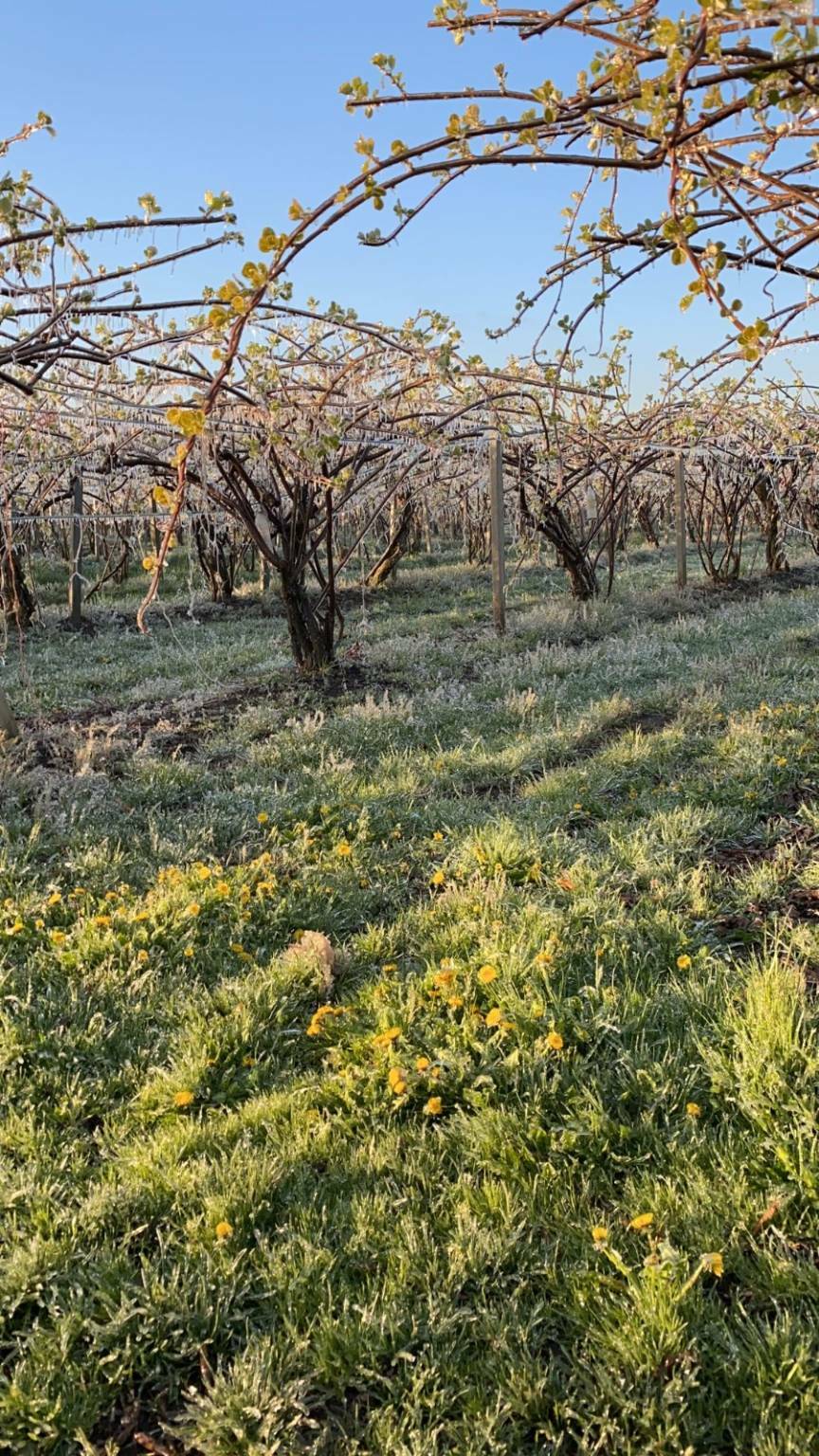 danni gelate aprile foto confagricoltura piemonte