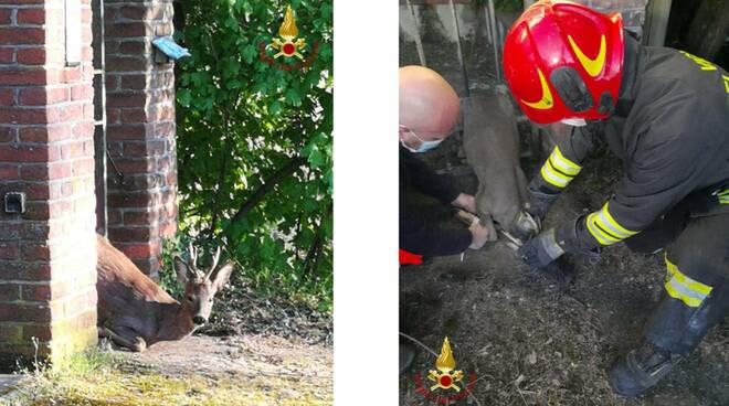 salvataggio animali valfenera vigili del fuoco