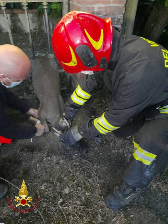 salvataggio animali valfenera vigili del fuoco