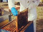 apicoltura astigianio danni