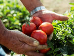 tomato revolution altromercato