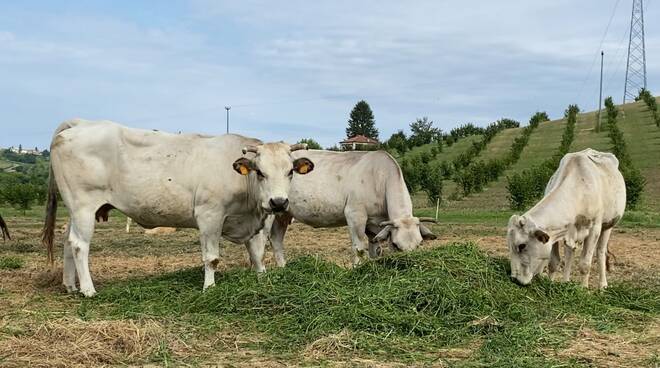 coldiretti asti carne bovino 