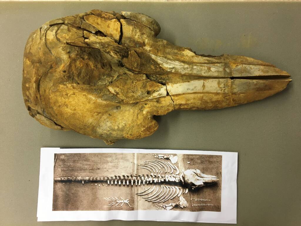 delfino preistorico camerano casasco denti cranio e luogo ritrovamento