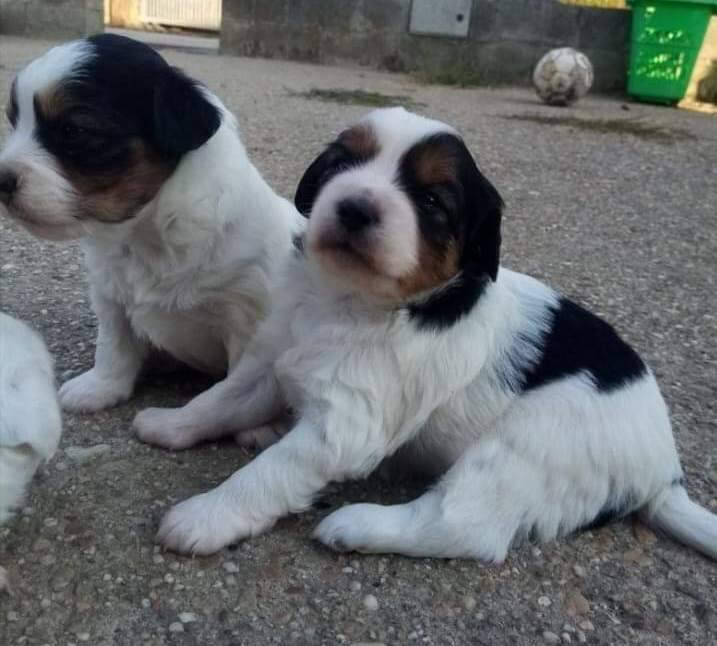 cuccioli pelosetti