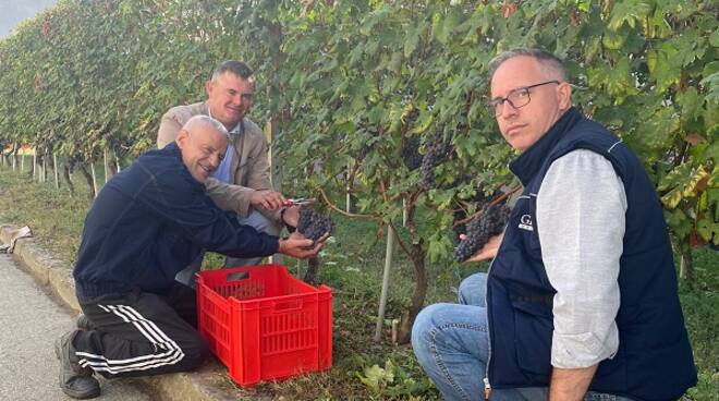 vendemmia carcere alba