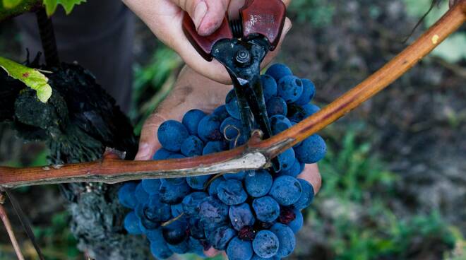 vendemmia consorzio barbera