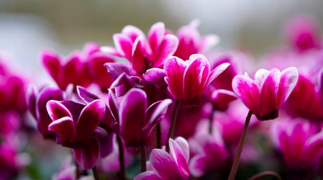 ciclamino pixabay cyclamen-gcafa504d9_1920