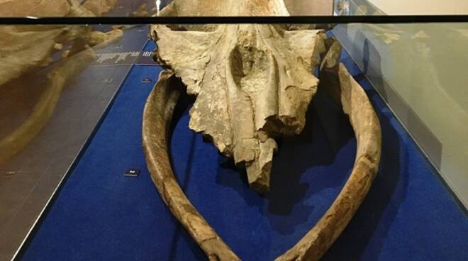 fossili cranio balena grigia