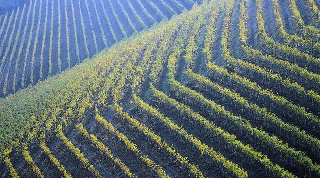 Langhe, vigneti