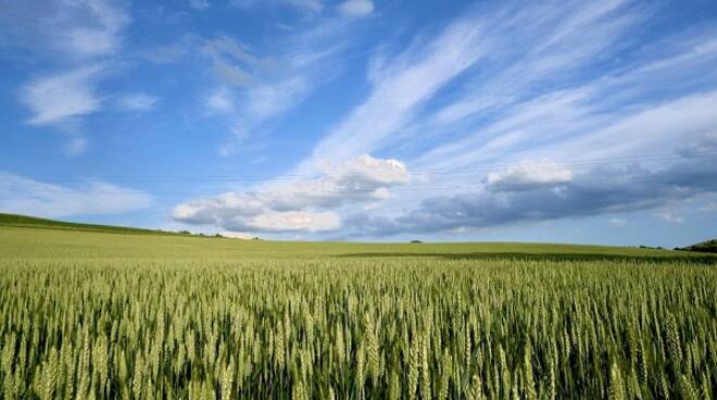 grano coldiretti