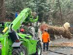 abbattimento platani bosco partigiani