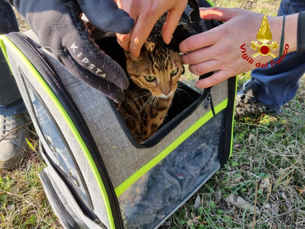 salvataggio gatto vigili