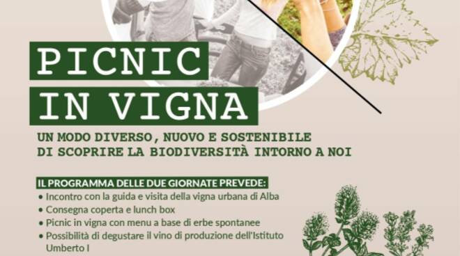 picnic vigna alba