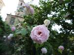 rose roseto govone regalmente rosa