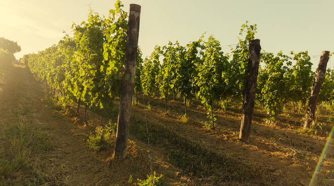 vigne filari rocchetta tanaro depositphoto