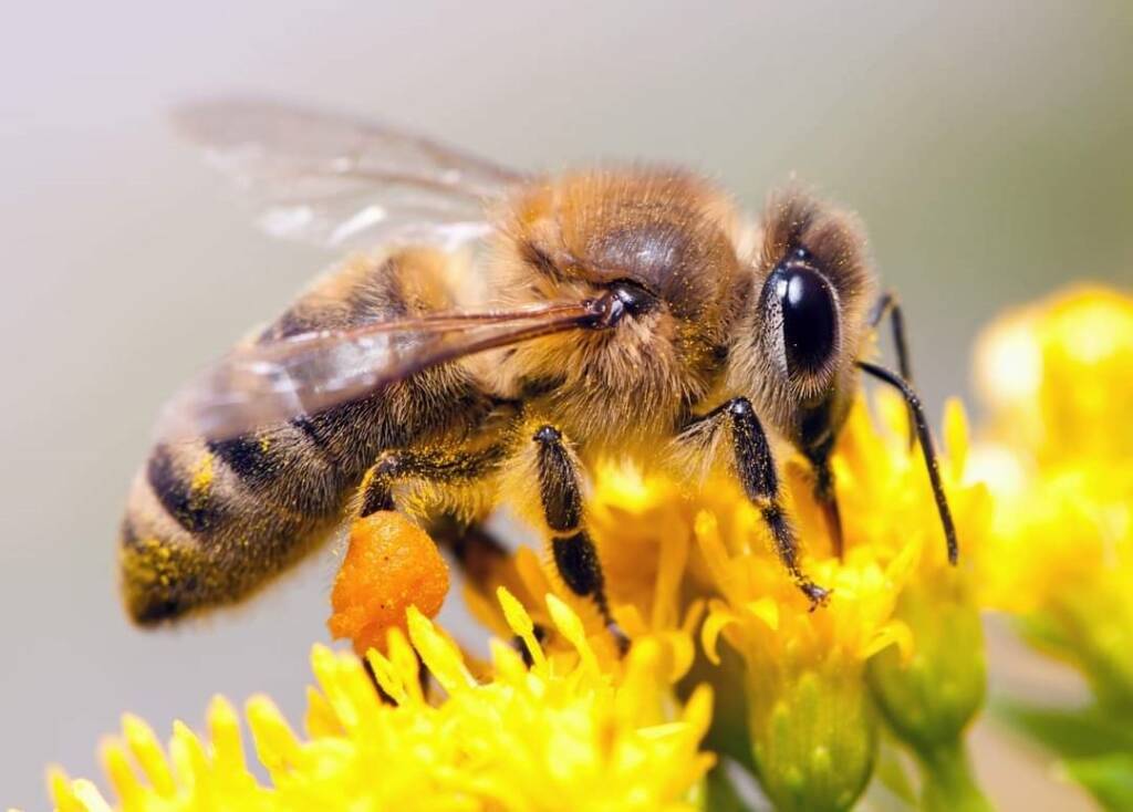 Scuola primaria Castelnuovo Belbo  giornata mondiale delle api 2022