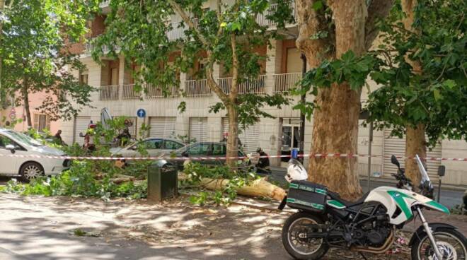 albero caduto viale pilone asti