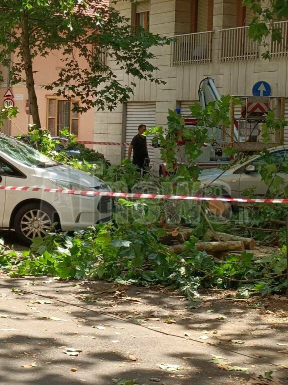 albero caduto viale pilone asti