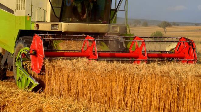 raccolta cereali agricoltura