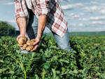 manodopera agricola foto asti agricoltura