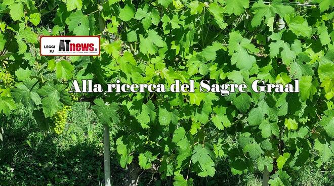 sagre graal nostra vigne giugno