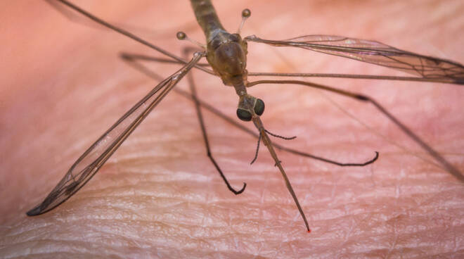 west nile virus depositphoto