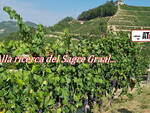 sagre graal nostre estate vigneti uva 