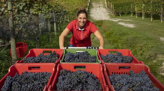 sara vezza vendemmia