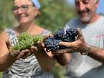 vendemmia chardonnay e pinot alta langa