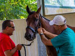 Visite veterinarie palio asti  Alessandro