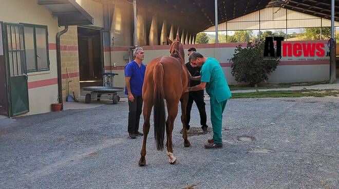 Visite veterinarie Palio di Asti 2022