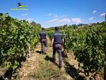 controlli guarda di finanza asti vigne