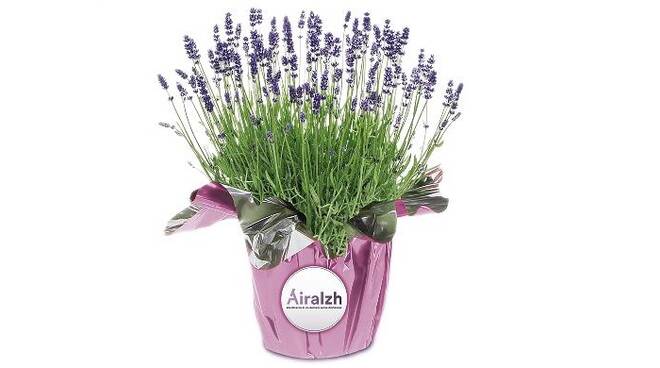 lavanda alzheimer