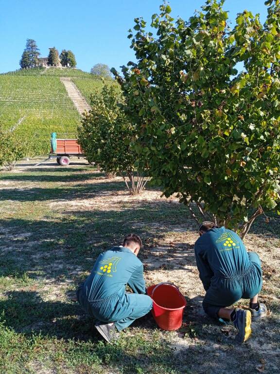 tonda gentile iss agraria umberto I alba